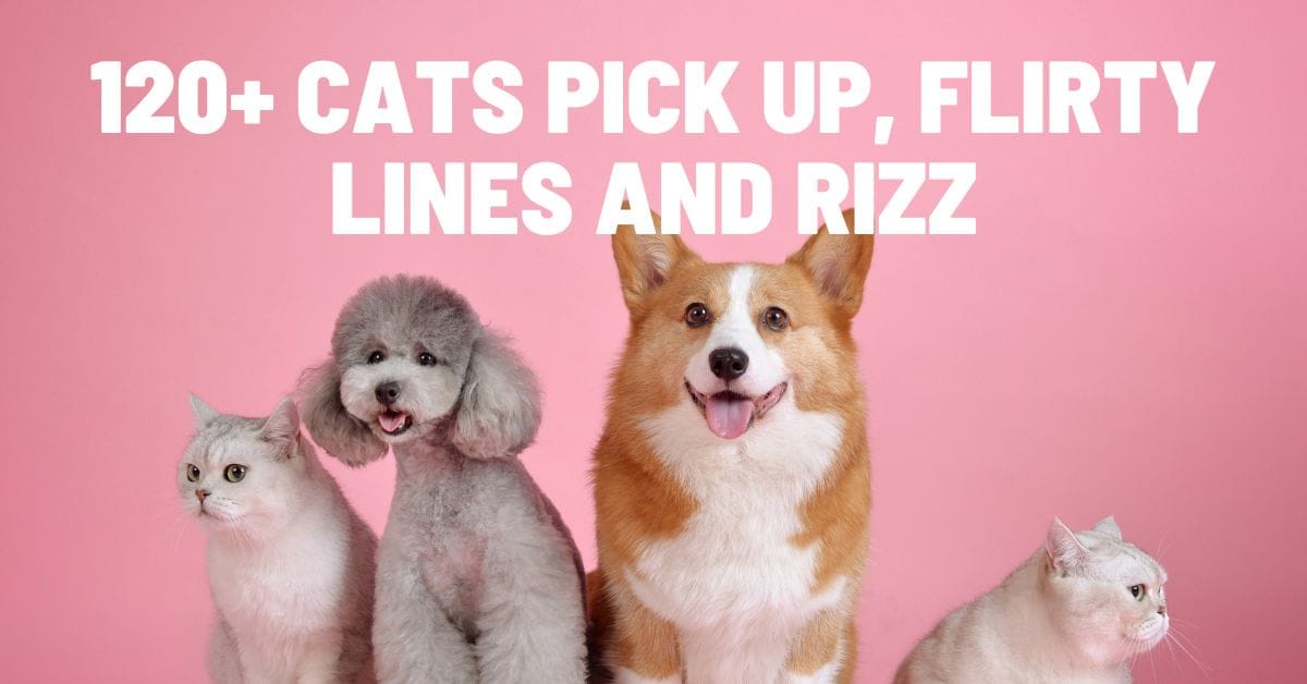 120+ Cats pick up, flirty lines and rizz
